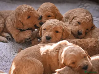 Double Doodle dogs Beautiful double/golden doodles from family pet - Advert 18