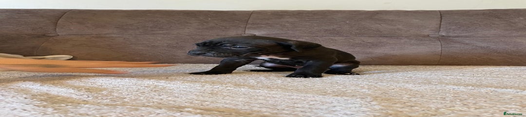 Cane Corso Puppy 7