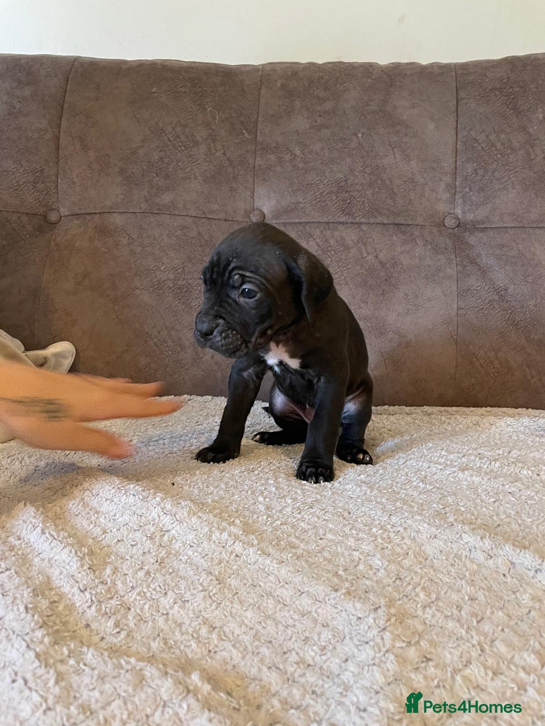 Cane Corso dogs for sale: Gorgeous cane corso - Image 4