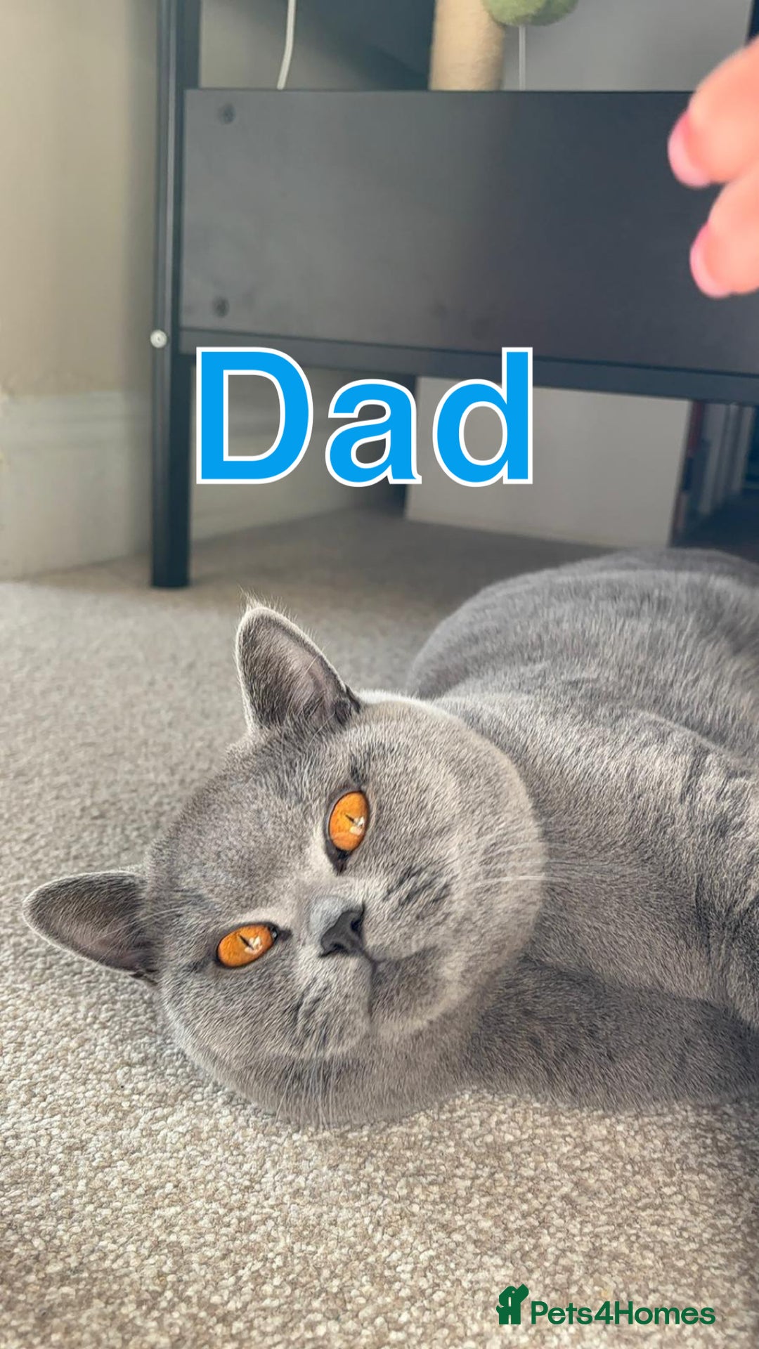 British Shorthair cats for sale: Chunky Lilac & blue bsh kittens  - Image 19