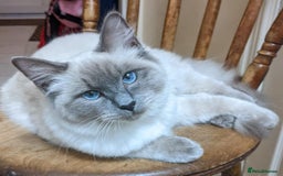 Ragdoll cats for sale: 💕💛GCCF Registered 💛💕Pedigree Ragdoll kittens - Image 23