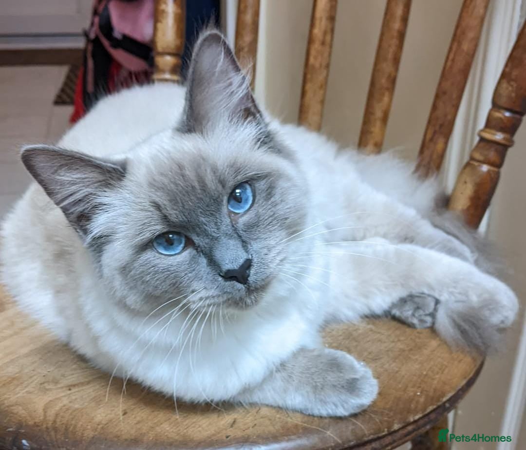 Ragdoll cats for sale: 💕💛GCCF Registered 💛💕Pedigree Ragdoll kittens - Image 23