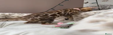Bengal Kitten Pink Collar