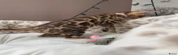 Bengal cats for sale: 🩷 Stunning TICA ✨ Health tested Bengal kitten  - Advert 19