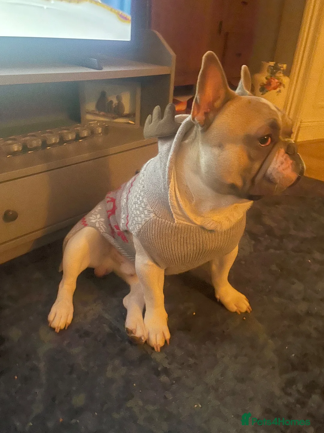 French Bulldog dogs for stud: Herbie our beautiful Pied French Bulldog - Advert 2
