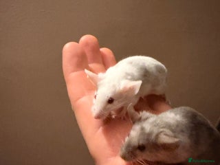 Mouse rodents 2 female mice with cage and food - Advert 1