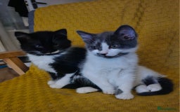 Mixed Breed cats for sale: 2 outstanding beauty girls  - Image 1