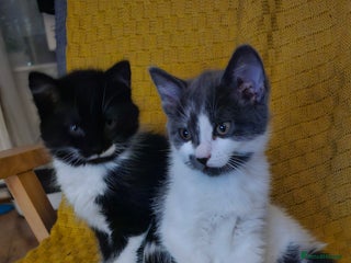 Mixed Breed cats - Advert 8