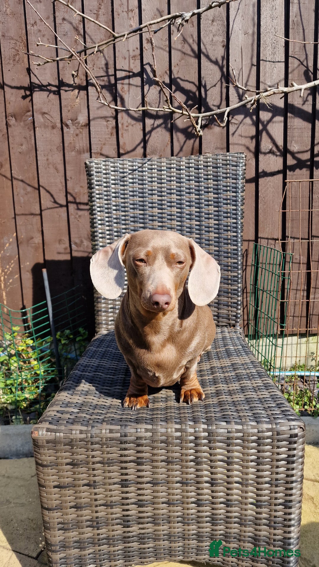 Dachshund dogs for sale: Miniature Smooth Haired Dachshund Puppies - Image 24