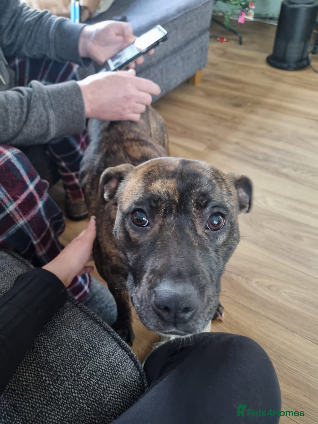 Mixed Breed dogs for sale: Free to the right owner. - Advert 4