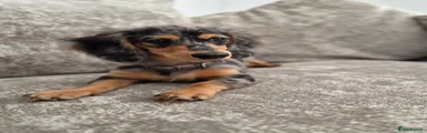 Miniature Dachshund 2