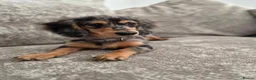 Miniature Dachshund dogs for sale: Beautifully striking long haired silver dapple 🩷  - Advert 11