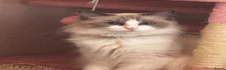 Ragdoll cats for sale: Mini the ragdoll  - Advert 5