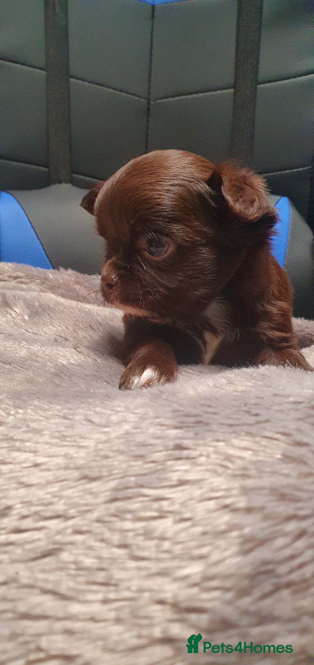 Chihuahua dogs for sale: Beautiful Long-Haired Chihuahua Puppies - Advert 3