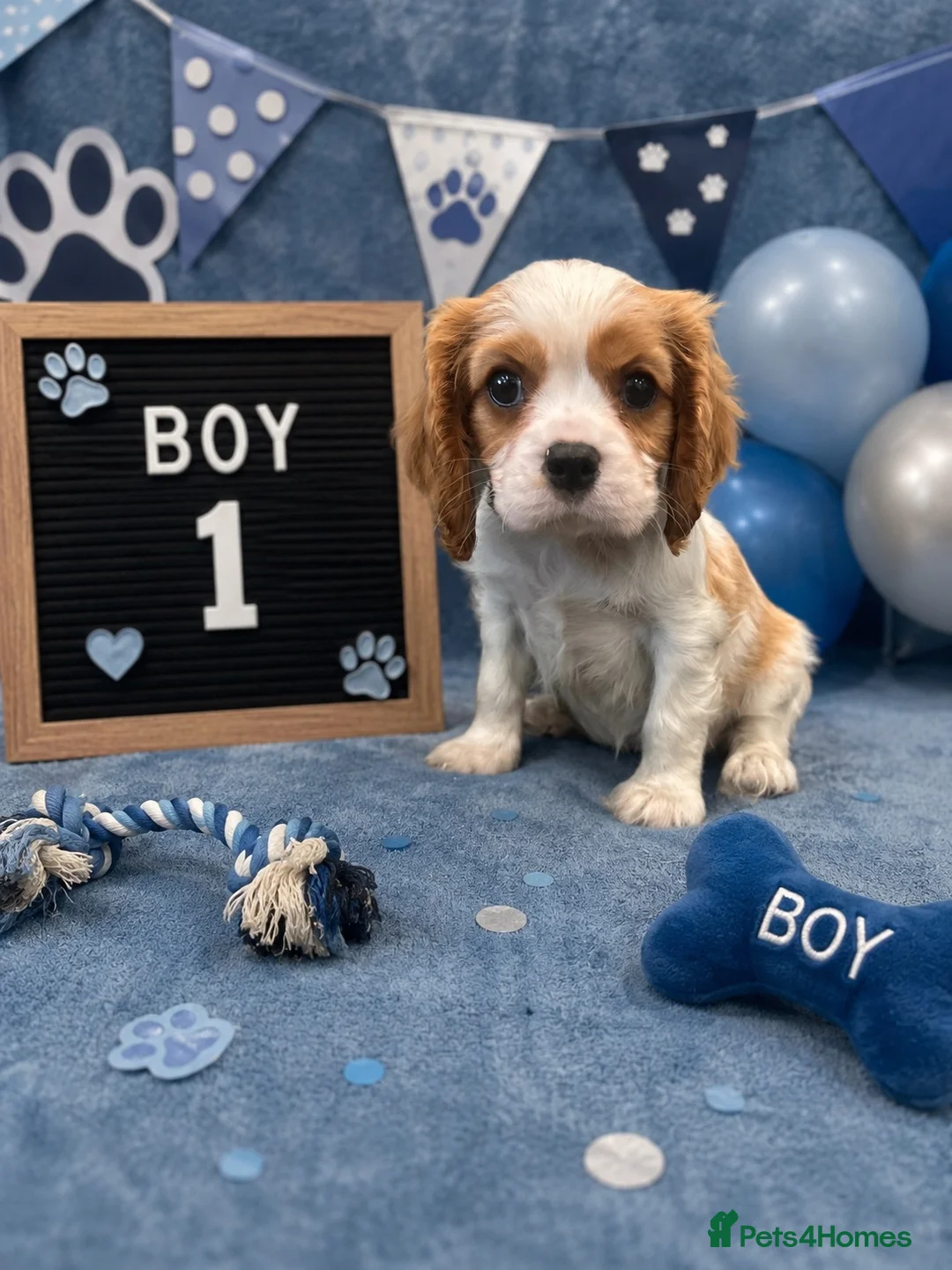 Cavalier King Charles Spaniel dogs for sale: ** DNA/PRA CLEAR CAVALIER KING CHARLES PUPPIES ** - Advert 1