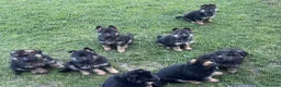 German Shepherd dogs for sale: 🐾Ready to leave Kc reg German shepherd puppies🐾 - Advert 15