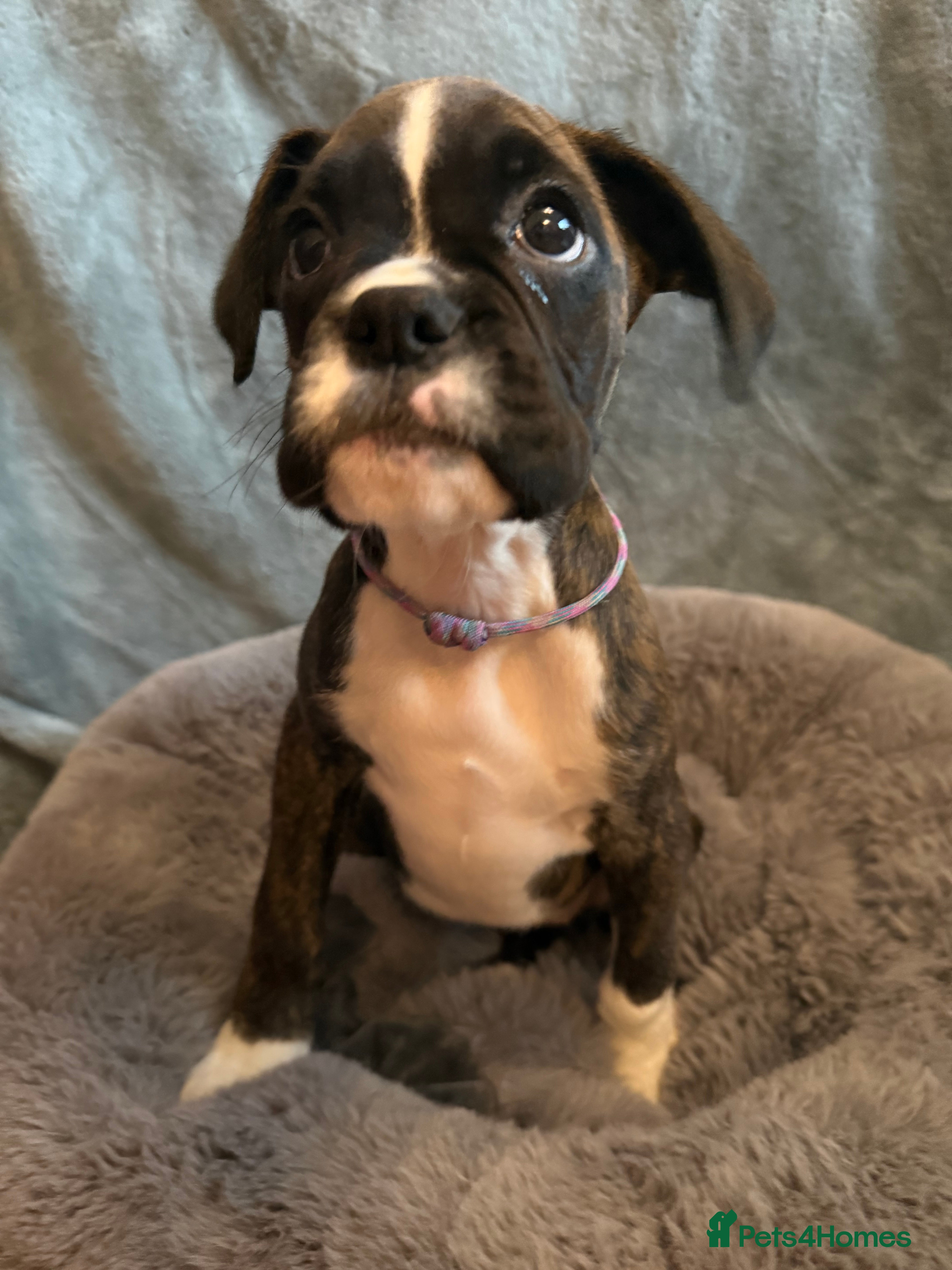 Boxer dogs 1 Remaining READY NOW KC Reg Brindle Boxer Pups. - Advert 4