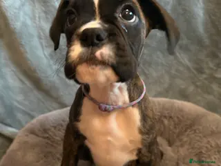 Boxer dogs 1 Remaining READY NOW KC Reg Brindle Boxer Pups. - Advert 4