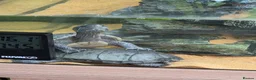 Turtle reptiles for sale: Female Turtle for Sale - Advert 7
