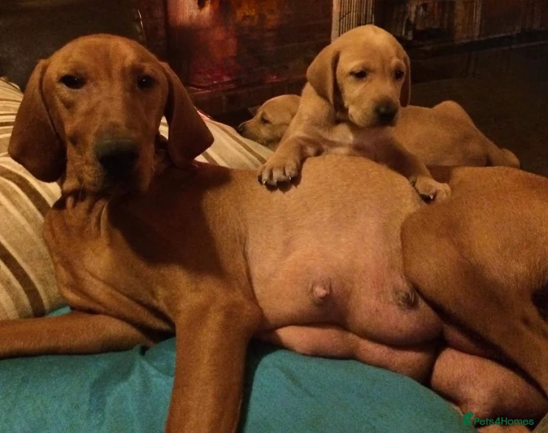 Hungarian Vizsla dogs for sale: Vizsla Female 5 month Great health/temp. in Southsea - Advert 2