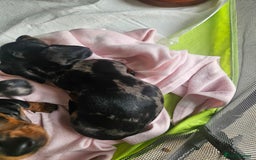 Dachshund dogs for sale: Mini dapple dachunds  - Image 2