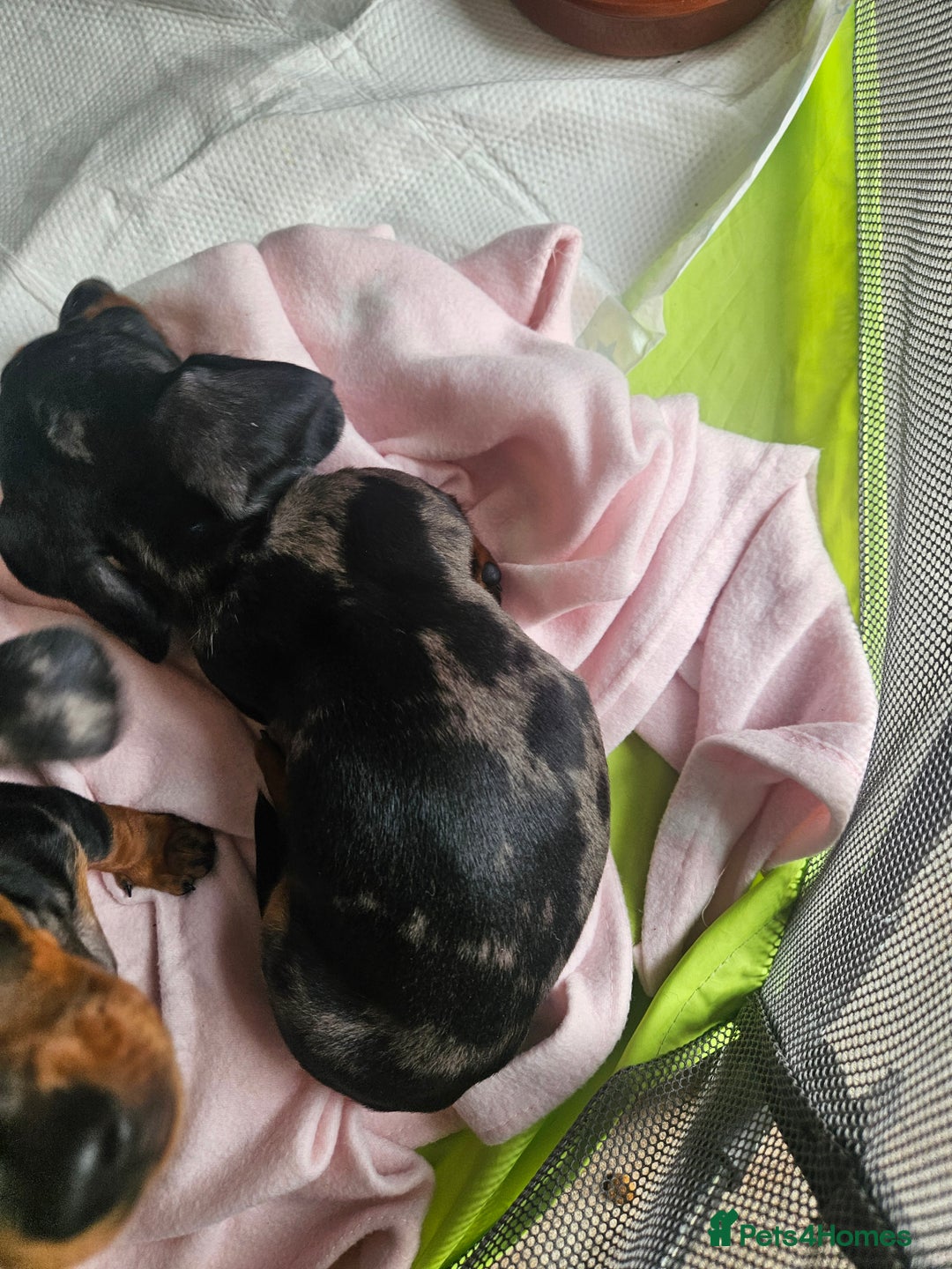Dachshund dogs for sale: Mini dapple dachunds  - Image 2