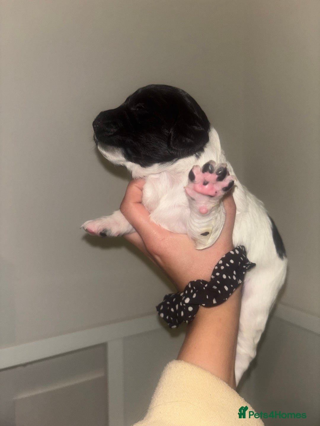 Cockapoo dogs for sale: Cockapoos puppies for sale *ready 19th feb* - Advert 4