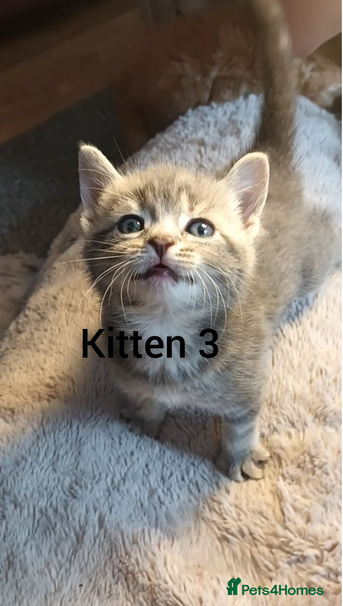 Mixed Breed cats Beautiful Babies - Advert 2