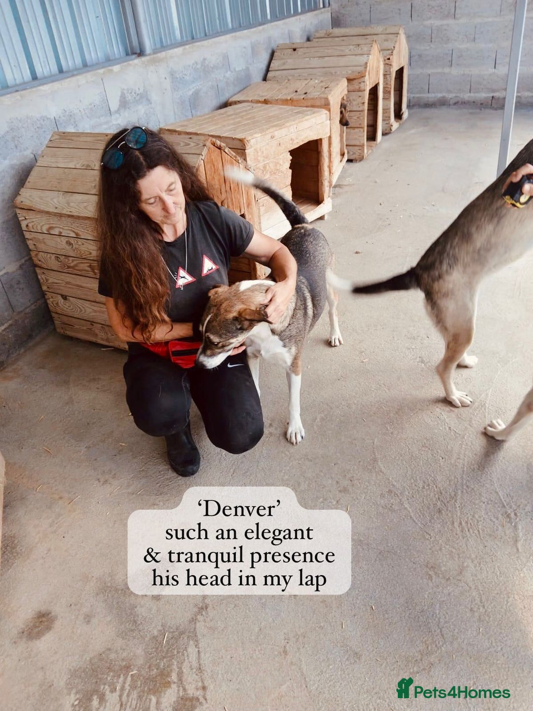 Mixed Breed dogs for adoption: Denver, 2 yrs approx. Available for adoption. - Image 12