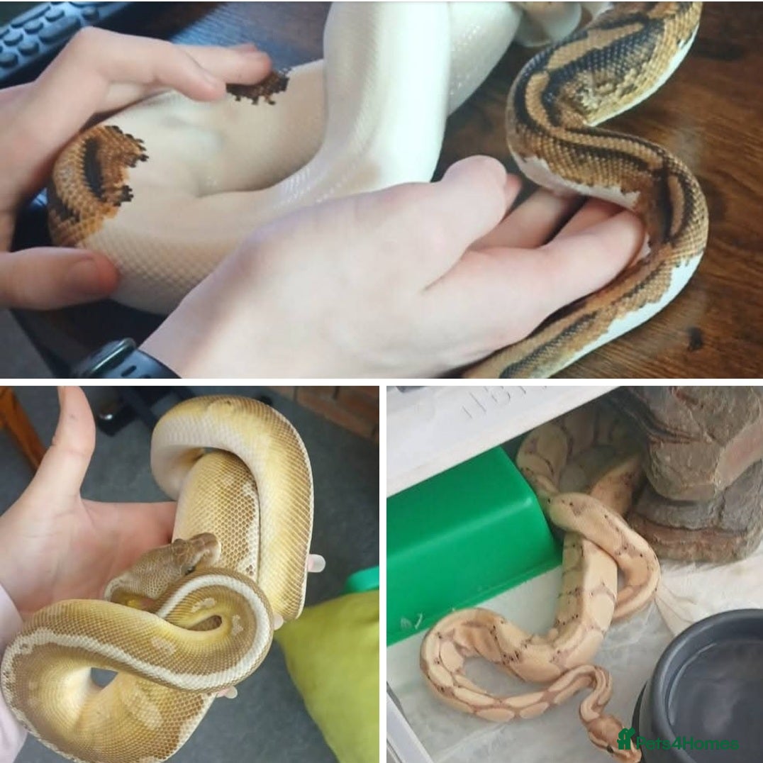 Python Snake reptiles Free Royal pythons - Advert 15