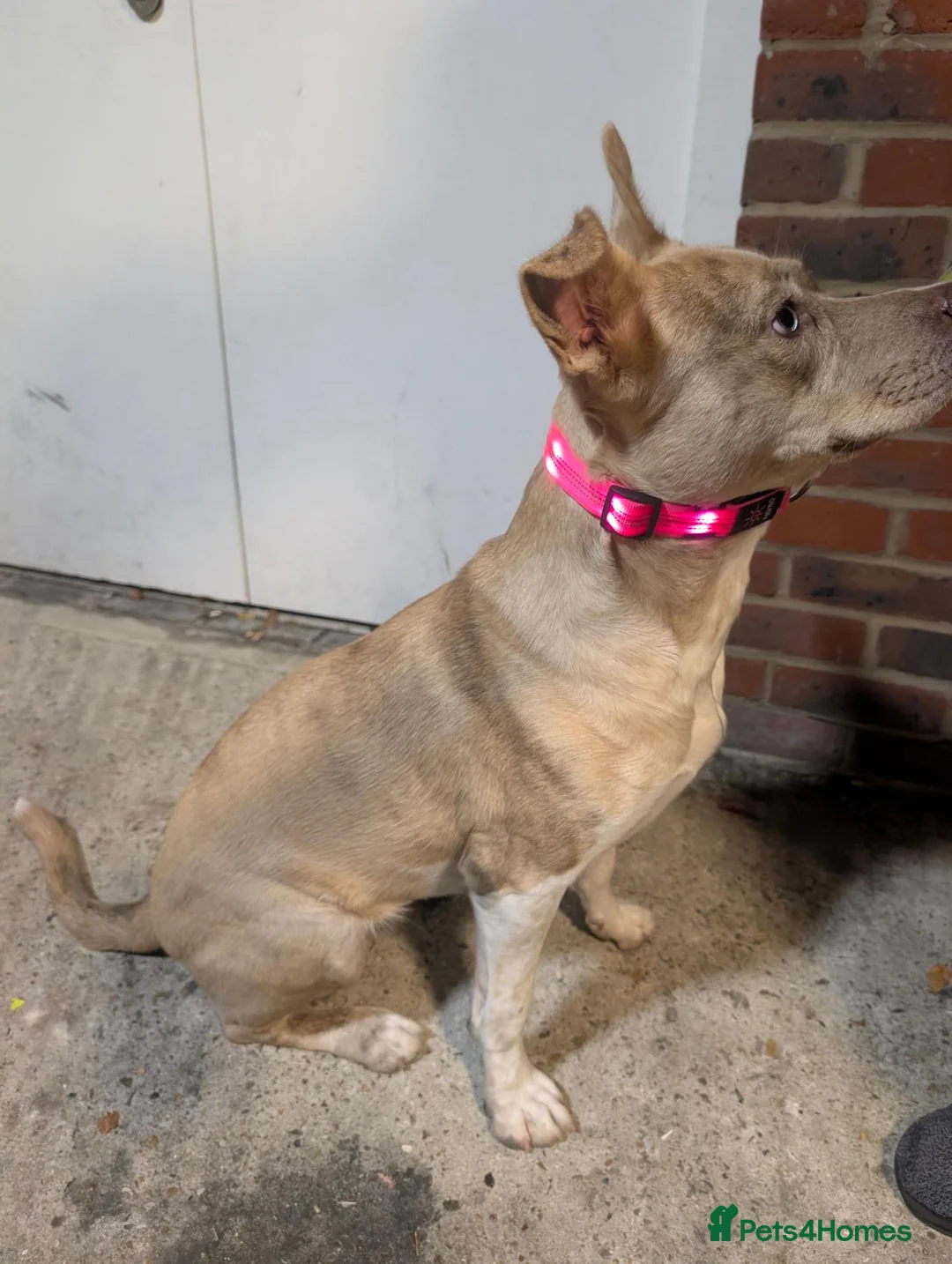 Mixed Breed dogs for sale: American staff cross husky  in Worcester Park - Advert 6