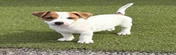 Jack Russell dogs for sale: Traditional short-legged Jack Russell puppies. - Advert 21