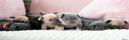 French Bulldog dogs for sale: French bulldog kc 5 gen - Advert 4