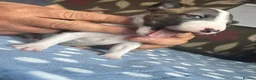 Miniature Bull terrier dogs for sale: Miniature bull terrier puppies  - Advert 24