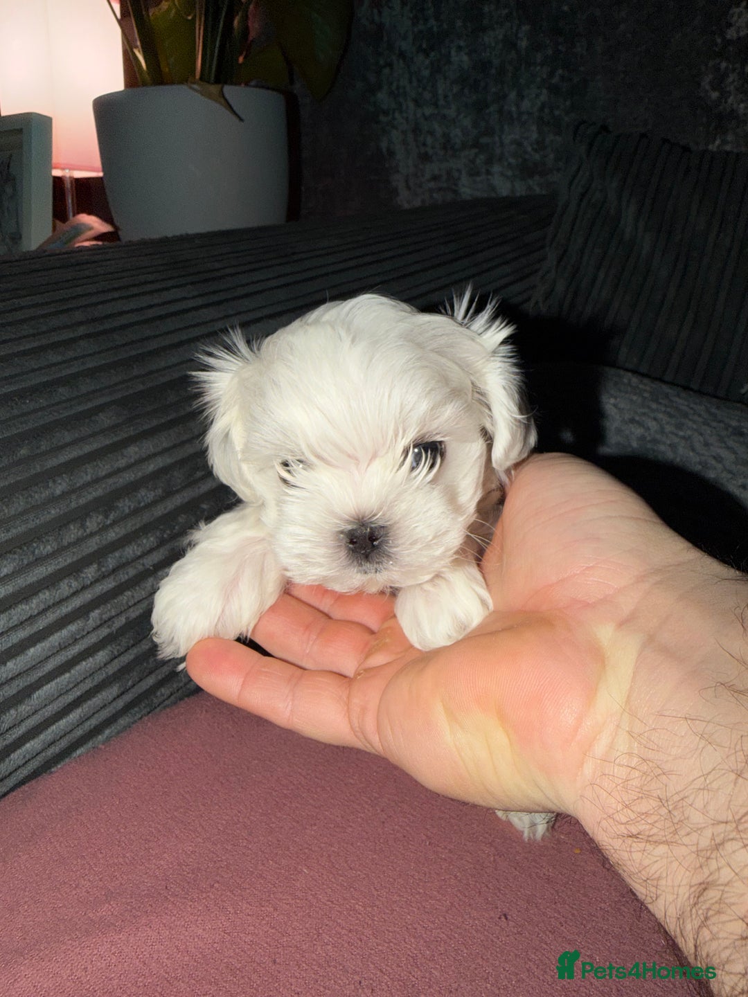 Maltese dogs for sale: Maltese For Sale ❤️ - Advert 9