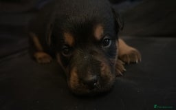 Mixed Breed dogs for sale: german shepard x old tyme bulldog  - Image 9