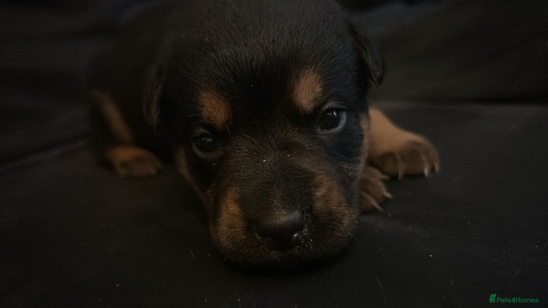 Mixed Breed dogs for sale: german shepard x old tyme bulldog  - Image 9