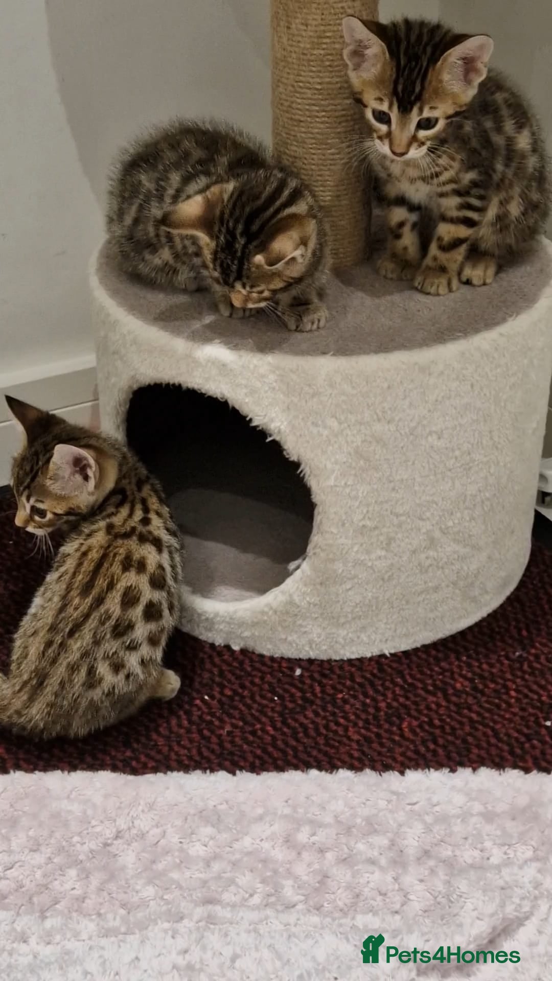 Mixed Breed cats for sale: Cross breed kittens - Advert 7