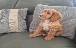 Cockapoo dogs for sale: F1 cockapoo - Ready Now - Image 22