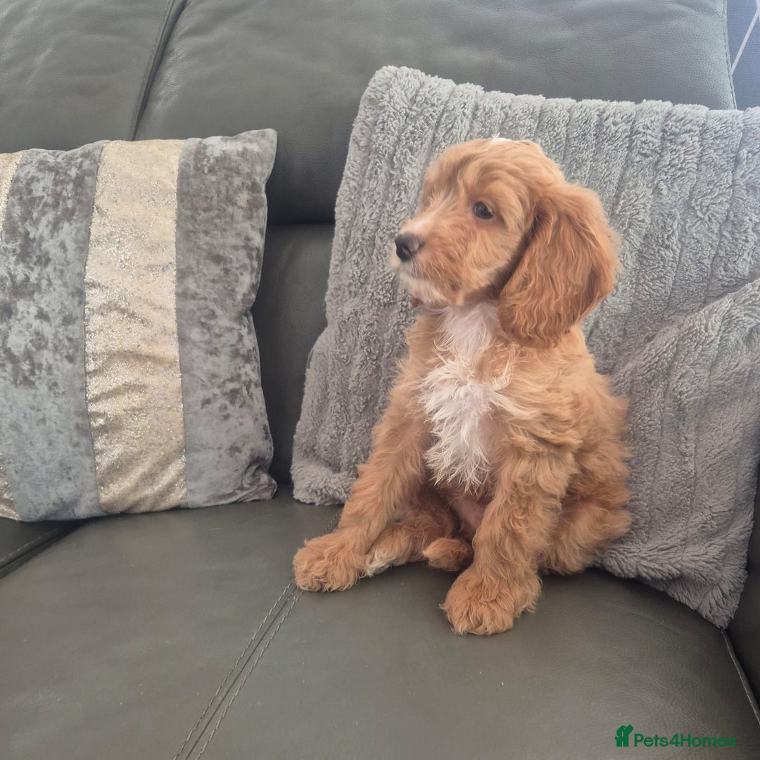 Cockapoo dogs for sale: F1 cockapoo - Ready Now - Image 22