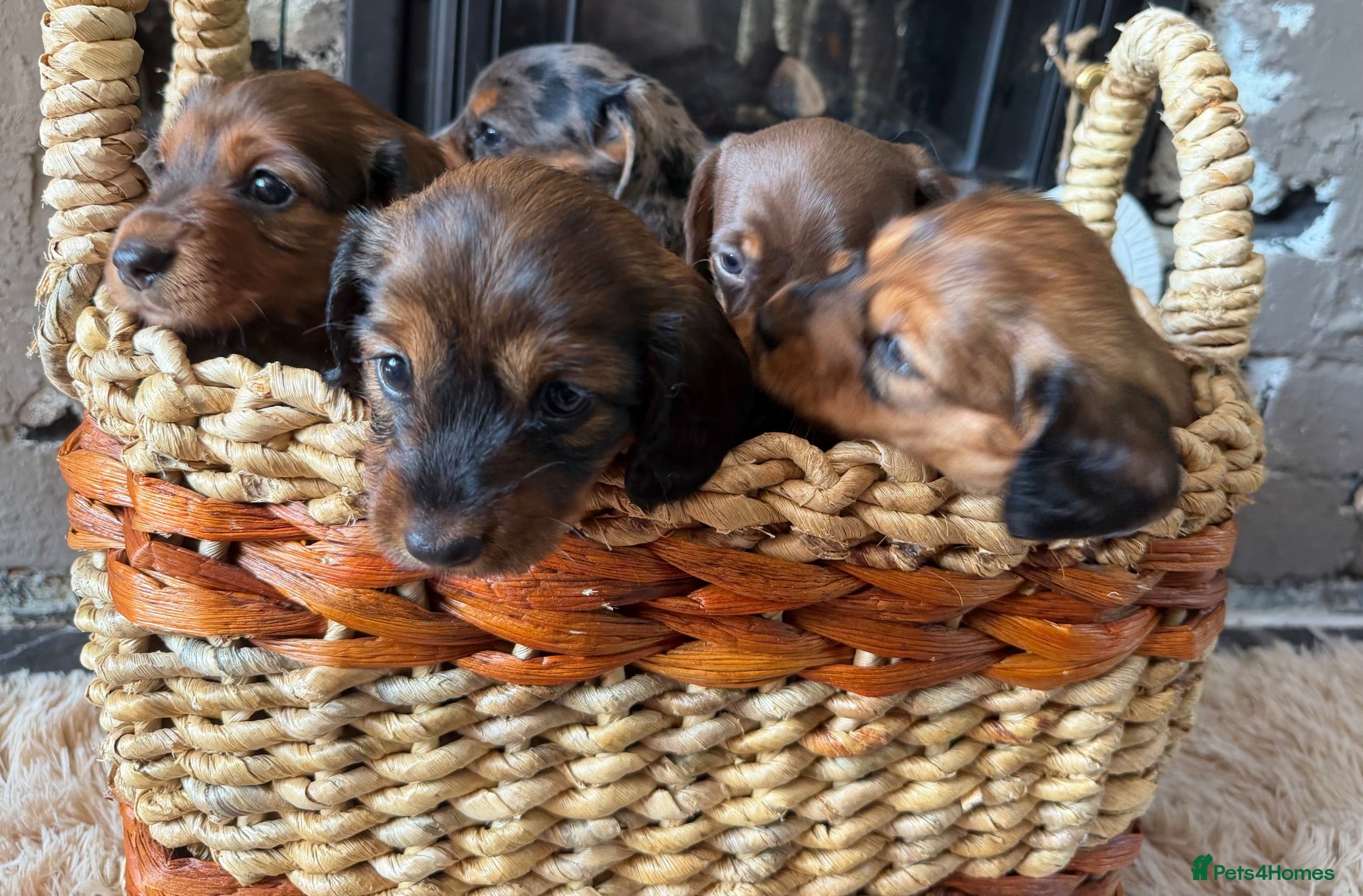 Miniature Dachshund dogs Beautiful Miniature Dachshund Puppies - Advert 2