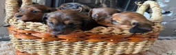 Miniature Dachshund dogs for sale: Beautiful Miniature Dachshund Puppies - Advert 2