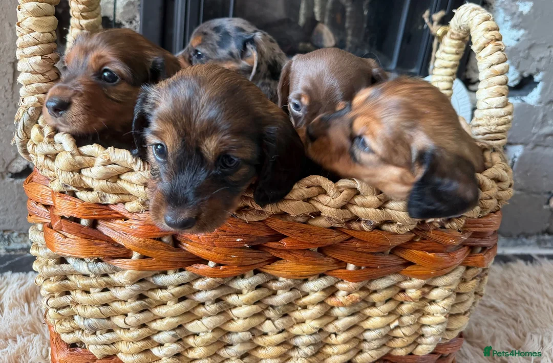 Miniature Dachshund dogs for sale: Beautiful Miniature Dachshund Puppies - Advert 2