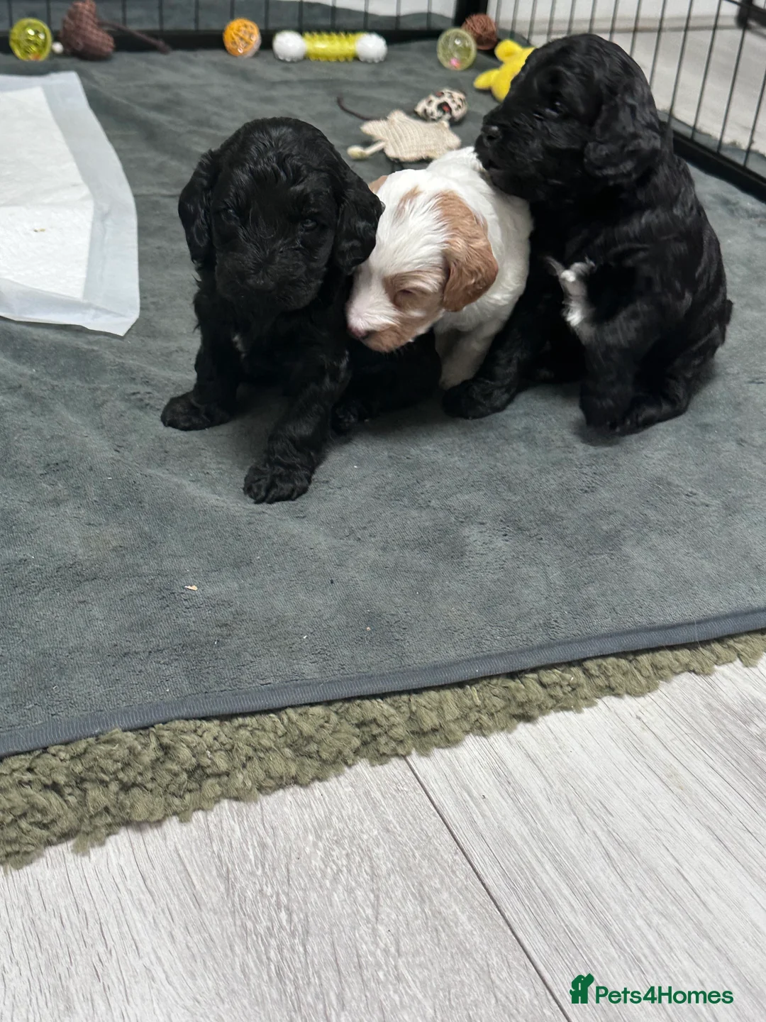 Cockapoo dogs for sale: Beautiful F2 Cockapoo Puppies - Advert 7