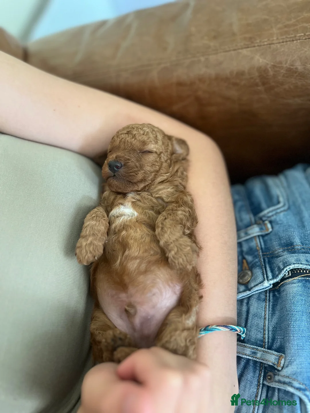 Toy Poodle dogs for sale: 🩵💙1 Boy-Red Toy Poodle puppies 🩵💙 - Advert 2