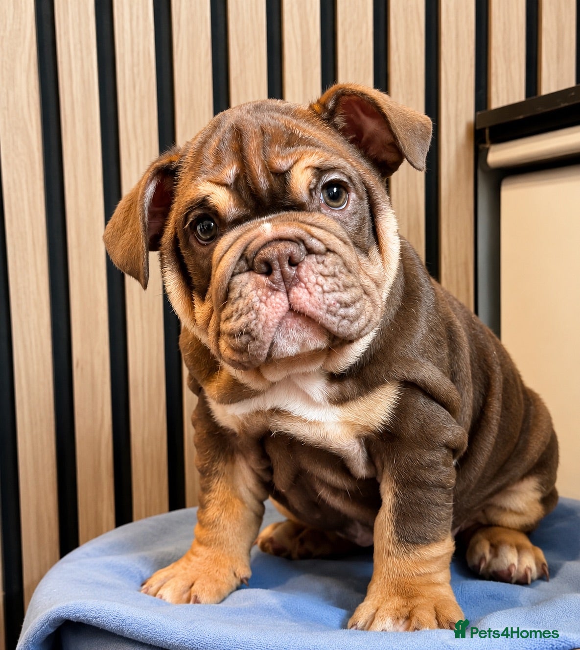 English Bulldog dogs English Bulldog Female  - Advert 13