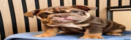 English Bulldog dogs for sale: English Bulldog Female  - Advert 1