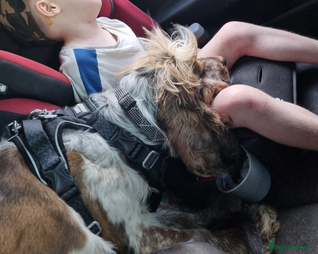 Cocker Spaniel dogs for sale: Heartbreaking Sale, Exceptional 2 year old cocker - Advert 2