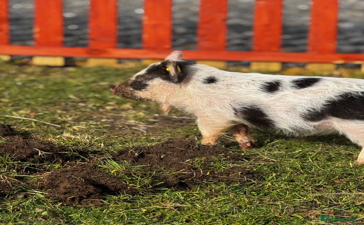 Pig livestock - Advert 1