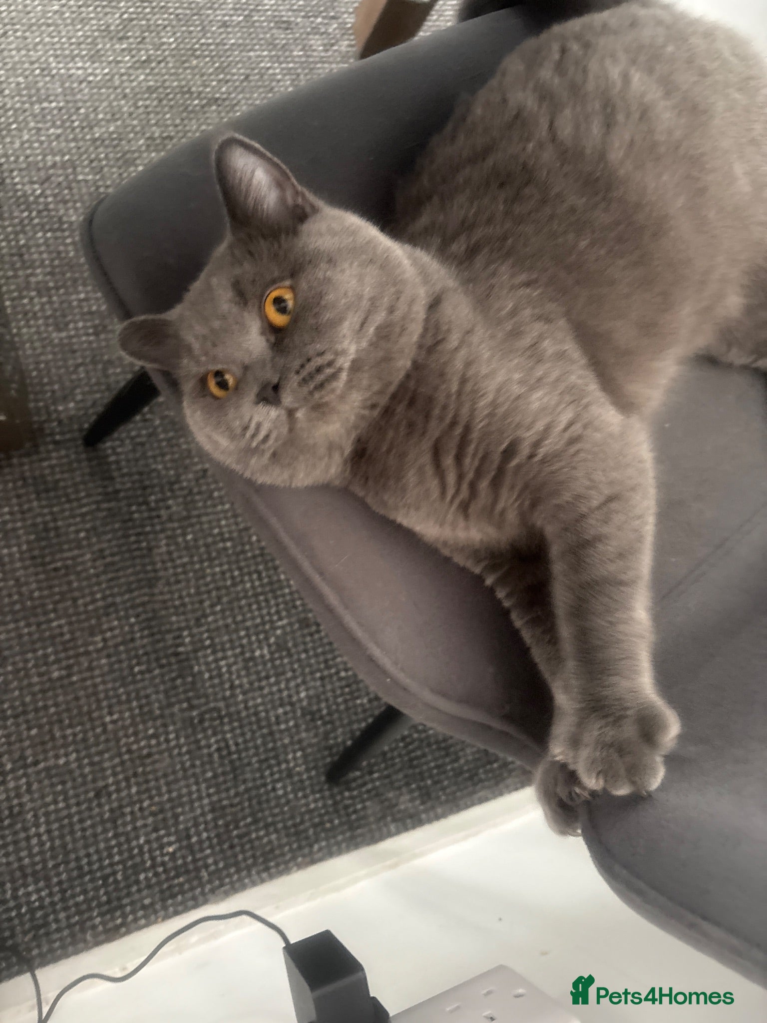 British Shorthair cats Registered GCF Active  - Advert 1